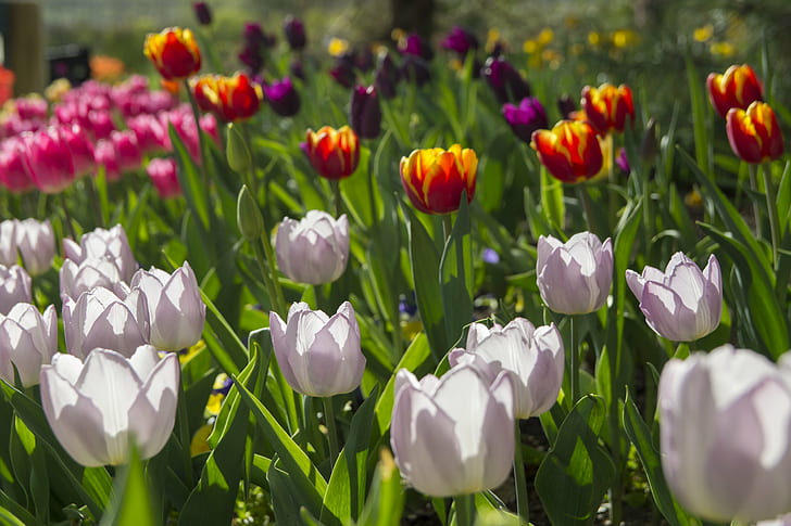 Tulip flower in bloom during daytime, tulips, tulips, Tulip Festival, HD wallpaper