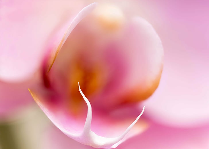 close up shot of pink flower petal, Fangs, orchid  flower, flowers, HD wallpaper