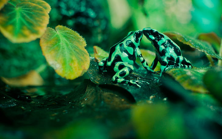 animals, frog, amphibian, poison dart frogs, leaves, nature, HD wallpaper