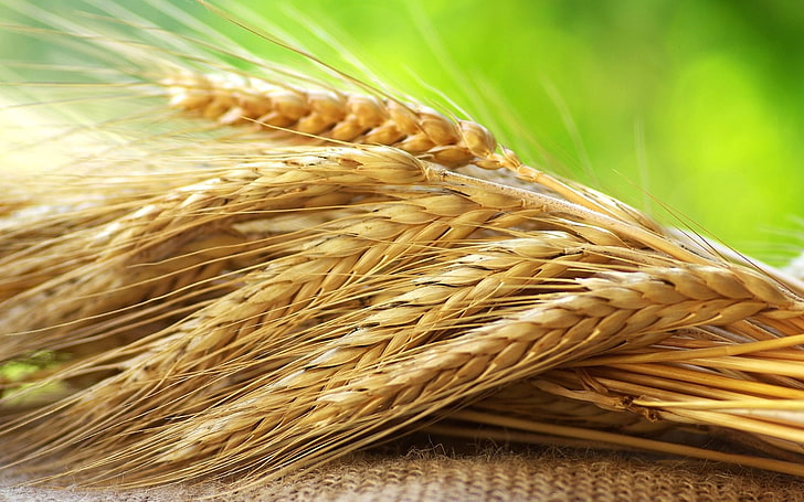 brown wheats, rye, ears, grains, harvest, agriculture, food, cereal Plant, HD wallpaper