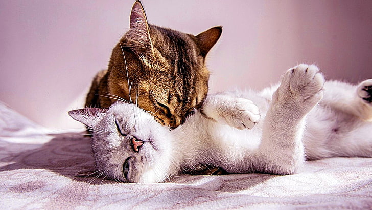Care Cats Couple Tenderness Wallpaper Background Best Stock Photos | TOPpng