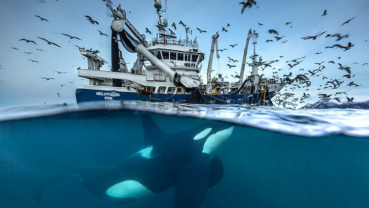 black and white killer whale under blue and white ship during daytime