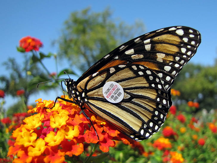 white, black, and brown butterfly on top of orange and yellow flower with green leaf, monarch butterfly, monarch butterfly