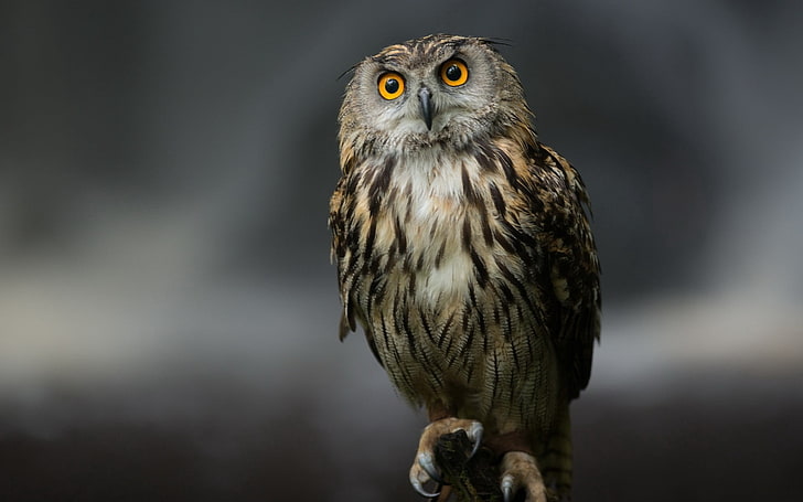 brown owl, bird, predator, sitting, feathers, bird of Prey, carnivore, HD wallpaper
