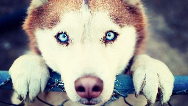 adult white and tan Siberian husky, animals, blue eyes, dog, one animal