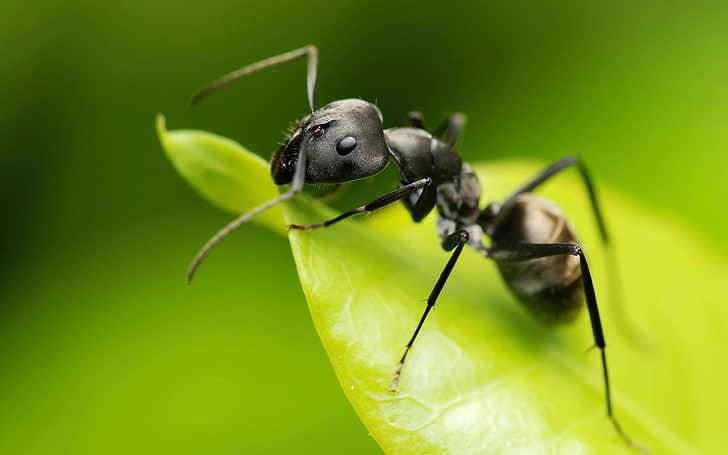 black ant, animals, ants, insect, Camponotus, hymenoptera, macro, HD wallpaper