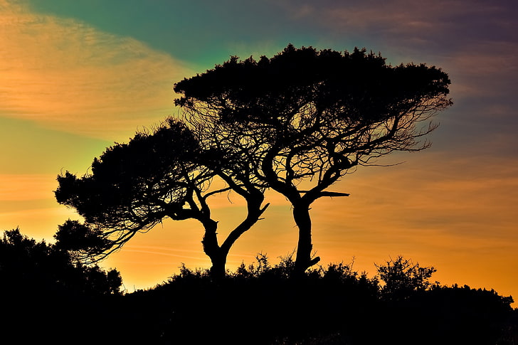 sunset 4k hd high quality, silhouette, sky, tree, plant, beauty in nature, HD wallpaper