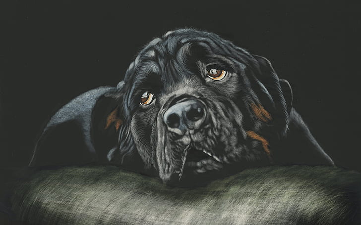 Black Rottweiler Breed Dog 4K, HD wallpaper