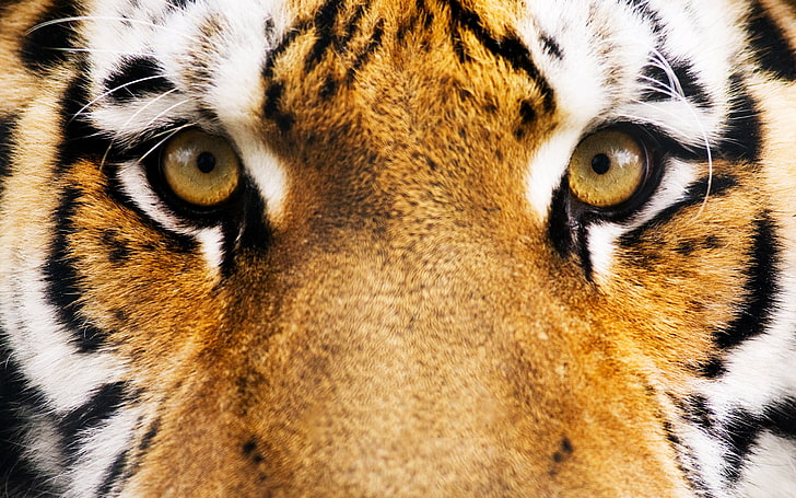 Tiger face, animals, eyes, animal themes, one animal, mammal, HD wallpaper