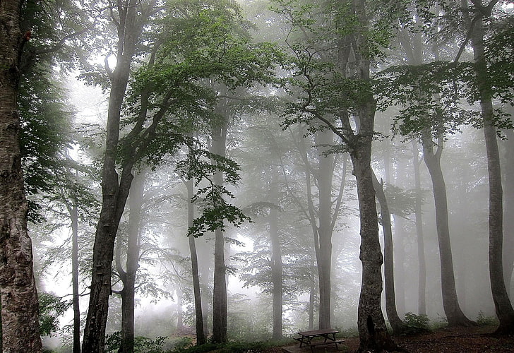 green leaf trees with fogs photo, nature, mist, forest, plant, HD wallpaper
