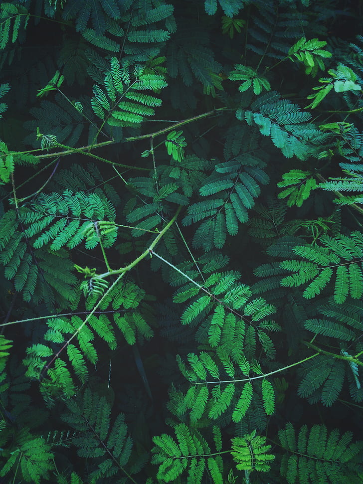 plants, leaves, nature, green, vertical, HD wallpaper