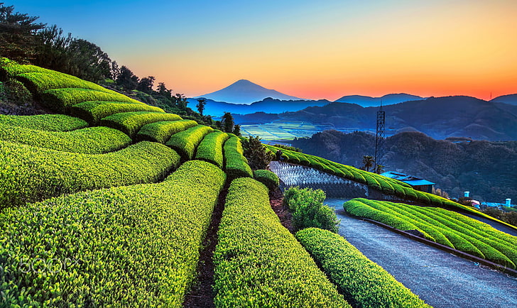 landscape, plants, sky, green, tea plant, scenics - nature, HD wallpaper