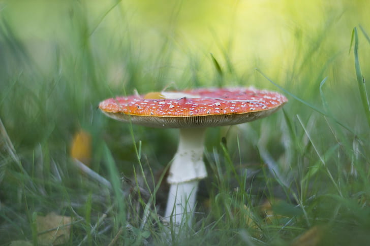 red and white mushroom in focus lens photography, Toadstool, Canon EOS 600D, HD wallpaper
