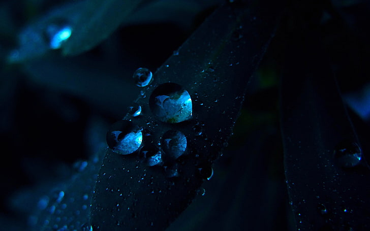 close-up photo of dew drops, nature, water drops, plants, macro, HD wallpaper