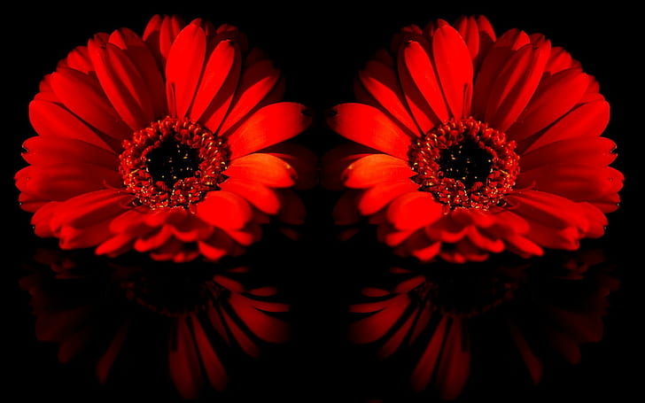 Red Gerbera Daisies, 2 red daisies, reflection, flowers, blossoms