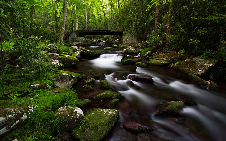 Small mountain river-riverbed with rocks and stones green moss-forest wood-Desktop HD Wallpaper-2560×1600