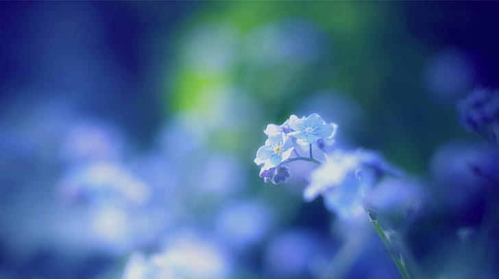 Forget Me Not  Flowers photography Flowers nature Beautiful flowers