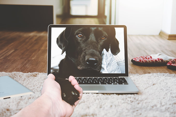 MacBook Pro, animals, electronic, hands, dog, indoors, mac book