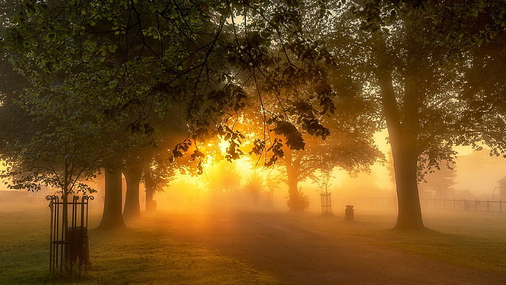 sunlight, park, trees, plants, fog, beauty in nature, sunset, HD wallpaper