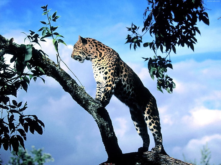 adult cheetah, leopard, animals, nature, leopard (animal), animal themes, HD wallpaper