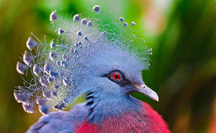 Victoria Crowned Pigeon, blue and pink peacock, Animals, Birds
