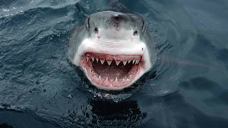Shark Teeth Great White HD, animals, HD wallpaper
