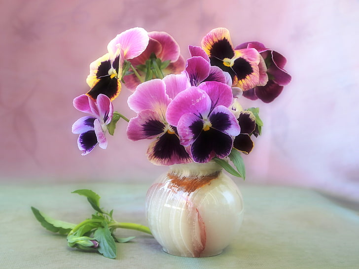 pink and black Pansies centerpiece, flowers, tenderness, bouquet, HD wallpaper