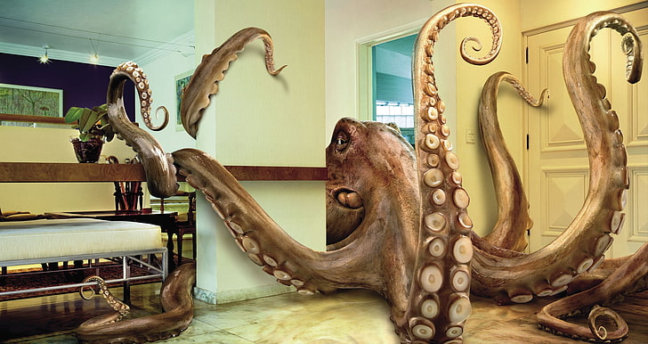 octopus, animals, render, digital art, fantasy art, indoors, HD wallpaper