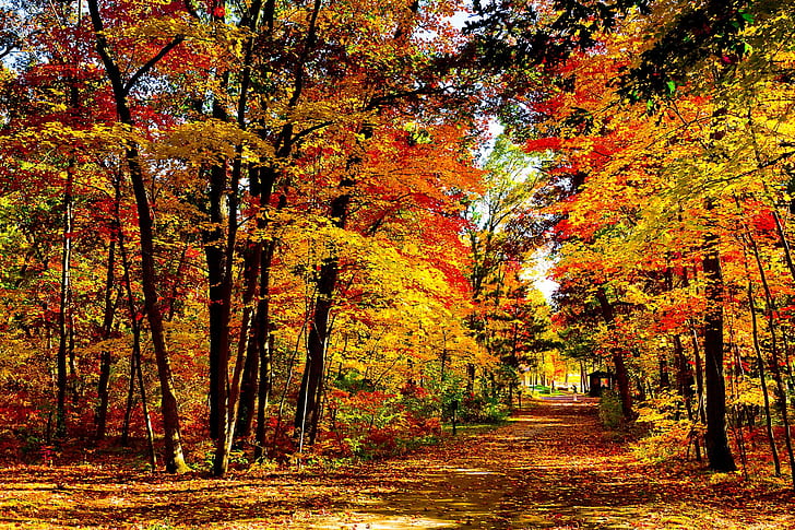 wood, yellow, trees, nature, landscape, autumn, HD wallpaper