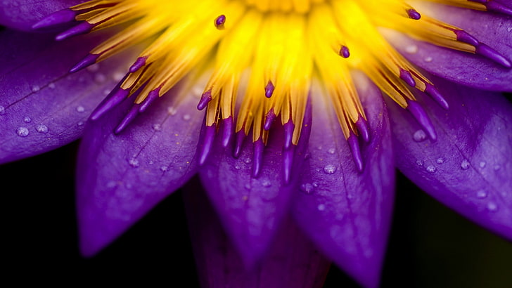 purple water lily flower, nature, macro, flowers, beauty in nature, HD wallpaper