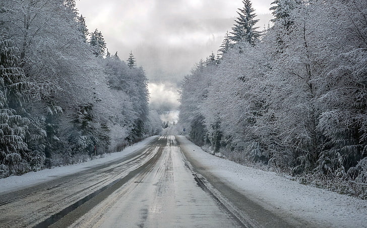 winter, ice, snow, road, trees, direction, plant, the way forward