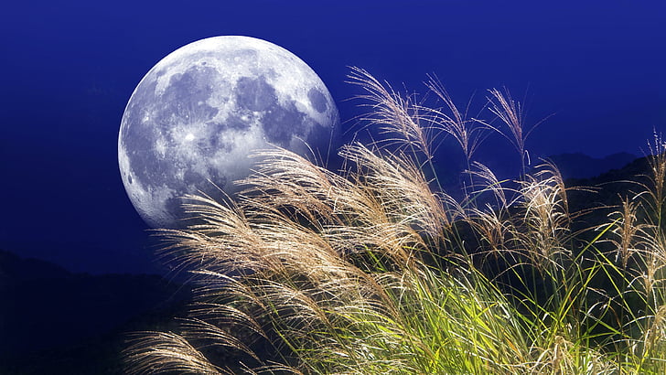 full moon, grass, night, amazing, stunning, HD wallpaper