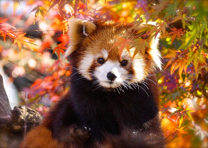 Animal, Red Panda, Fall, Wildlife