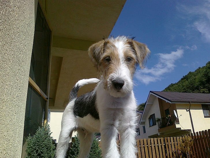 Meet Milo, terrier, best, cute, happy, adorable, animals, HD wallpaper