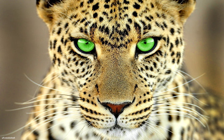 Animals green eyes leopard 1080P, 2K, 4K, 5K HD wallpapers free download