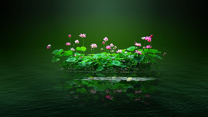 Lotus pond, lotus, flowers, pink, water, petal, Lotus leaf, green HD wallpaper