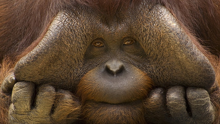 Orangutan animal, nature, animals, orangutans, face, sad, eyes, HD wallpaper