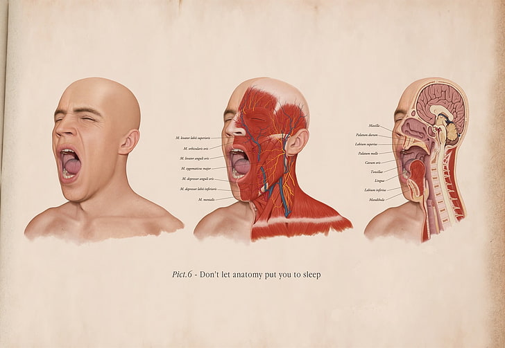 man faces illustration, science, anatomy, indoors, text, communication