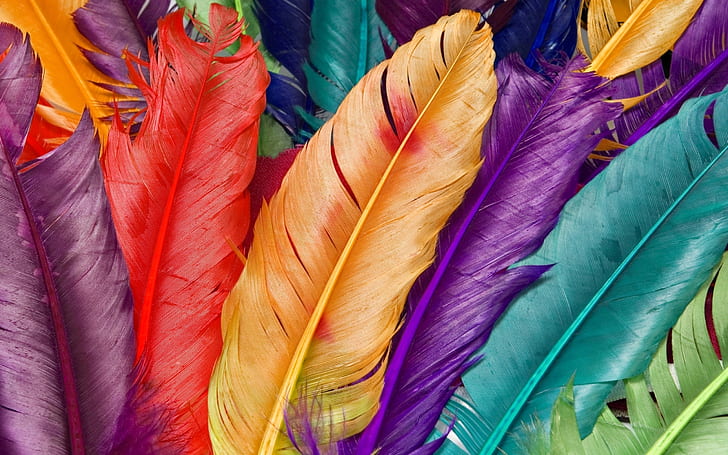 HD wallpaper: Colored Feathers Wide Cute Love Images Hd 1 | Wallpaper Flare
