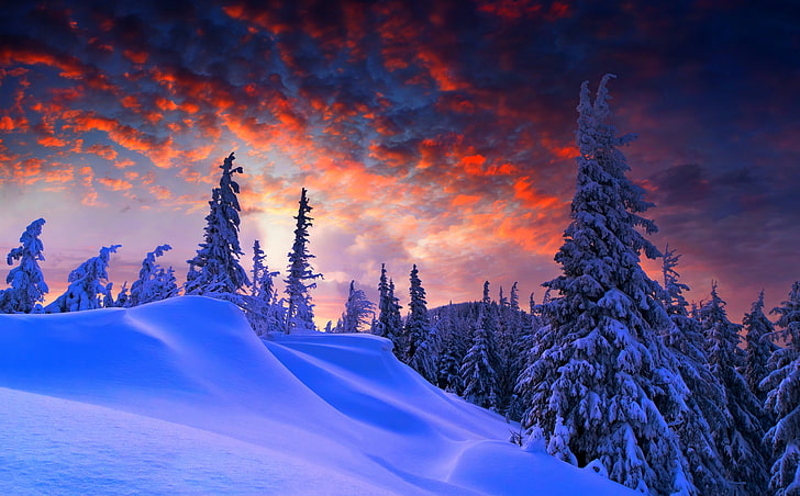 Winter Christmas, mountain with snow and forest digital wallpaper