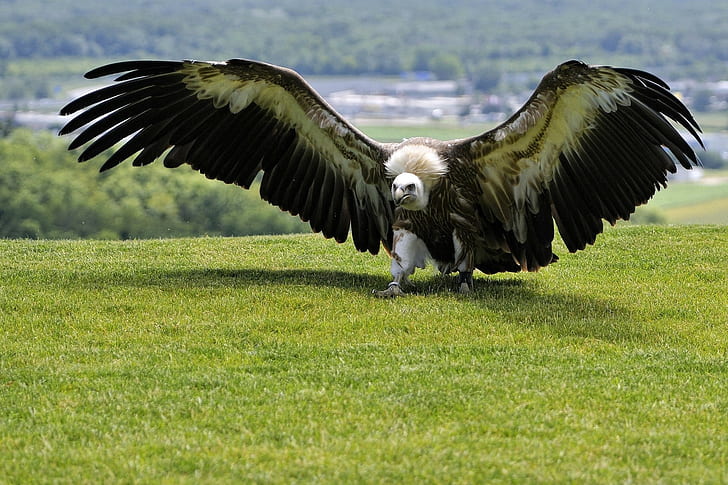 Bird Predator, black and white vulture, background, green, grass, HD wallpaper