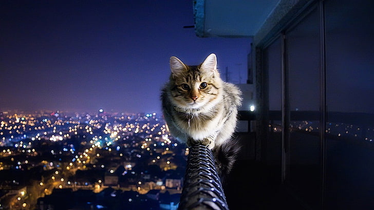 brown tabby cat, brown tabby cat on railings, lights, city, cityscape