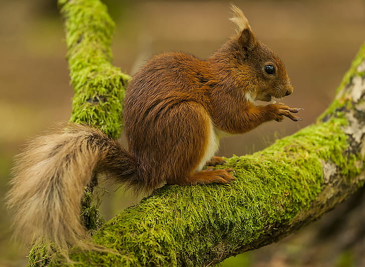 brown squirrel on tree trunk, red squirrel, red squirrel, na, HD wallpaper