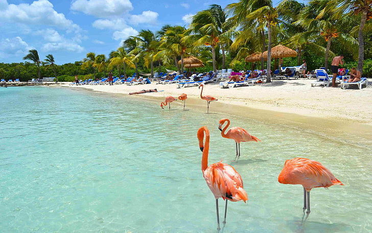 Beautiful Flamingos On Aruba Beach Aruba Island Caribbean Birds Wallpaper Hd 4608×2880