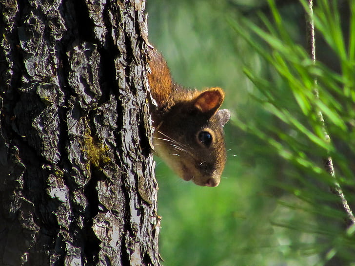 brown squirrel hiding on tree, squirrel, tree  squirrel, red squirrel, HD wallpaper