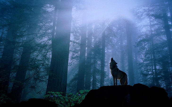gray wolf, animals, forest, mammals, mist, tree, animal themes, HD wallpaper