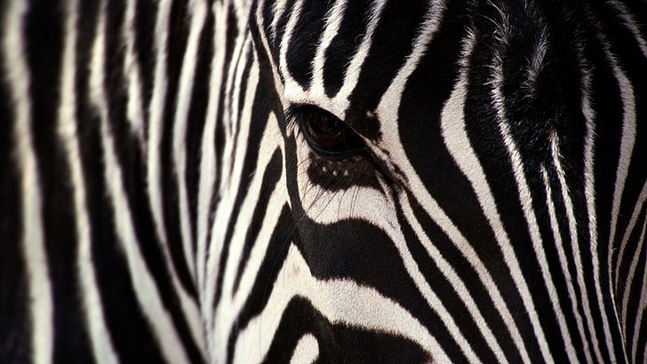 Hd Wallpaper Zebra Backgrounds Desktop Striped Animal Animal Wildlife Wallpaper Flare