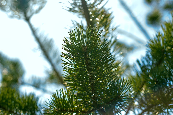 green tree photography, green leaf plant, macro, pine trees, Russia