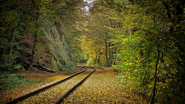 nature, leaves, woodland, track, forest, railroad, railway, HD wallpaper