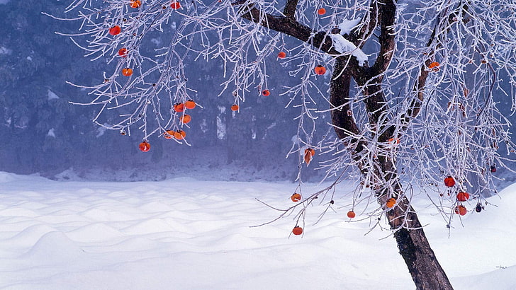 brown leaves, nature, trees, branch, winter, snow, persimmon, HD wallpaper